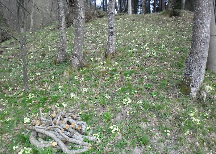 So Magic - La Casa Nel Bosco