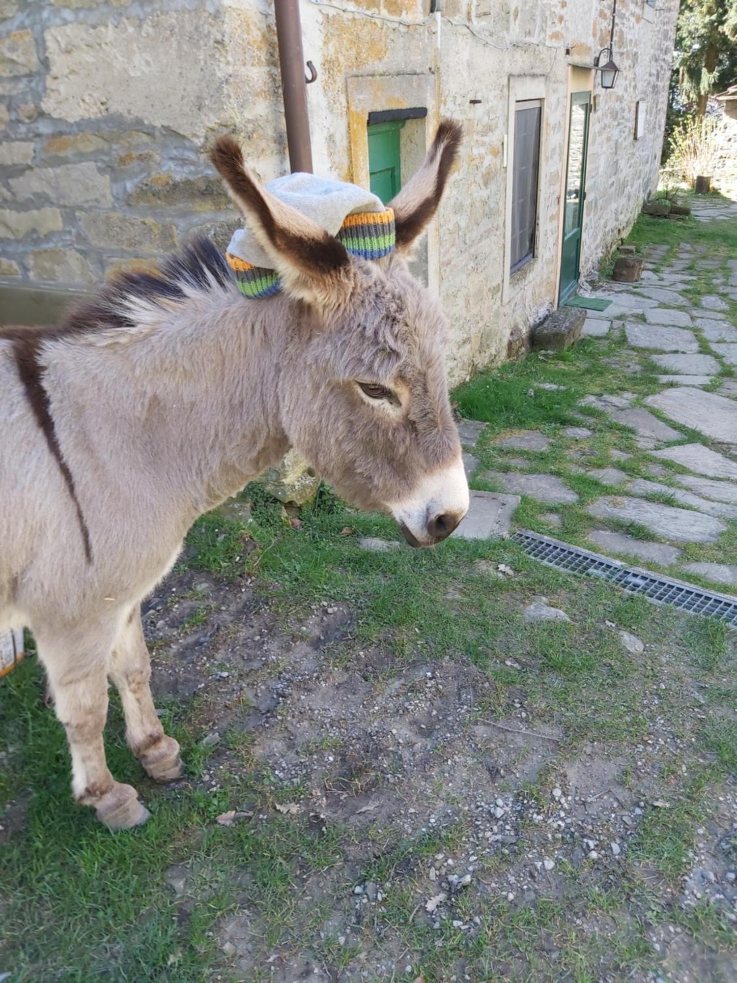 So Magic - La Casa Nel Bosco Holiday home *