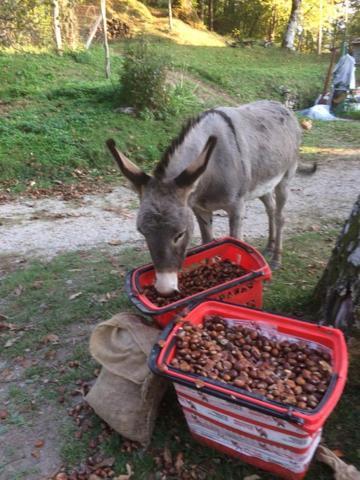 So Magic - La Casa Nel Bosco Holiday home San Godenzo